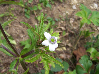 100_1440_Anemone_rivularis__800.jpg