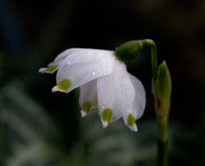 DSC_8254_DxO.jpg