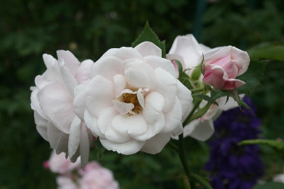 Blanche_Lafitte-06-08.jpg