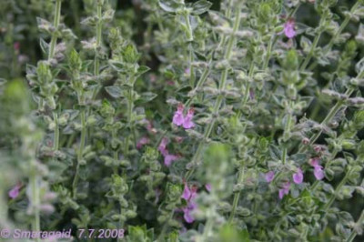 Teucrium-x-lucidrys-2008-07-07_2016.jpg