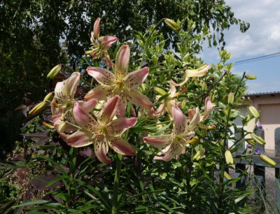 Lilium-Corsage.23-1.jpg