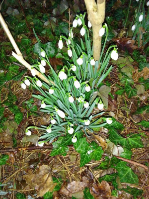 Galanthus.jpg