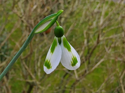 Galanthus SHS Nr. 6.jpg