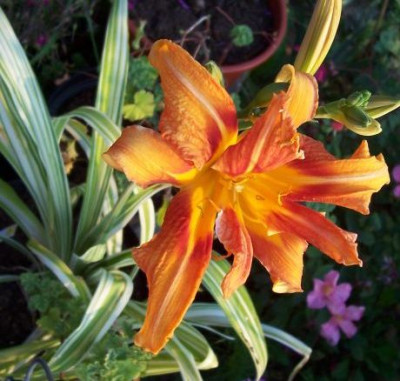 000_0275_Hem_Fulva_variegata_Blute_05.jpg