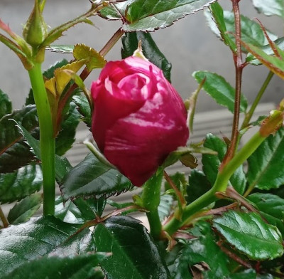 rose.jpg