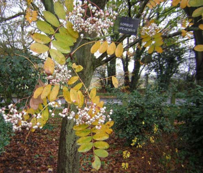 77Sorbus_hupeh.jpg