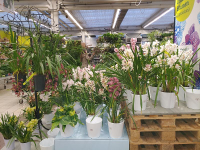 Cymbidium20240212_164926.jpg