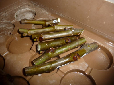 P1220129.JPG