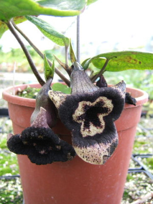 Asarum_longerhizomatosum.JPG