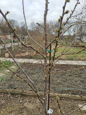 Pluot 60 20240211.jpeg