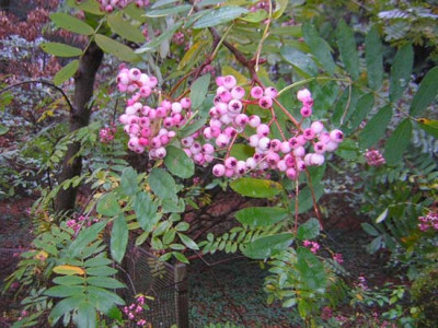 77Sorbus_hupeh_obtusa.jpg