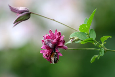 Clem.Purpurea-plena-Eleg..jpg