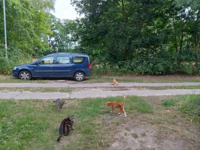 cats.jpg