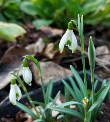 20240214_130149 Galanthus Elfin.jpg