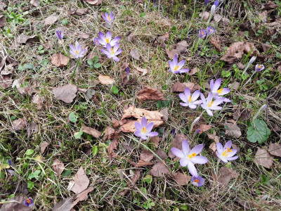 Crocus.jpg