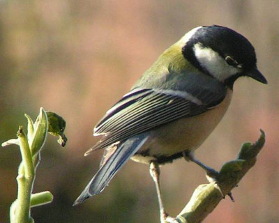 Parus_major_-_Kohlmeise_11.jpg