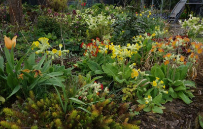 Primula_veris.23-2.jpg