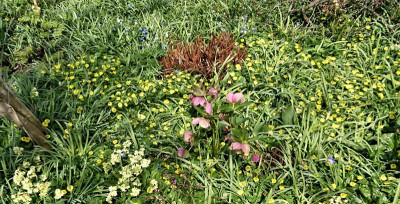 Ranunculus ....JPG