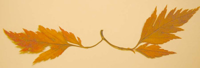 77Acer_palm_Kishimino.jpg