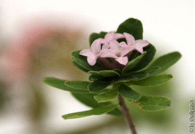 Daphne_2-f.jpg