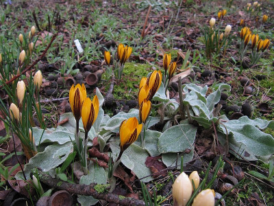 IMG_1330_Krokusse_15Febr2024_.jpg