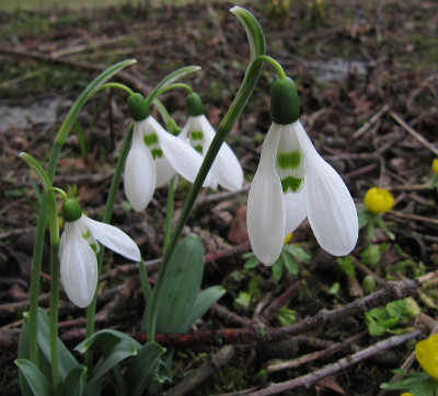 IMG_1348_Galanthus_Norna_15Febr2024_.JPG