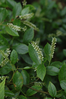 Itea-spec-2008.jpg
