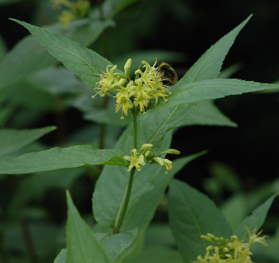 Diervilla_sessilifolia-2008.jpg