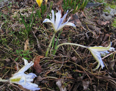IMG_1311_Iris_Painted_Lady_15Febr2024_.JPG