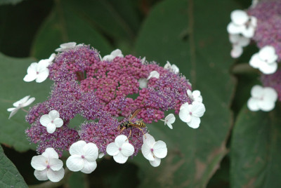 Hydrangea-aspera-2008-07-19.jpg