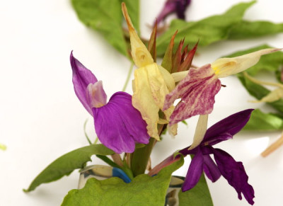 roscoea1_jpg.jpg