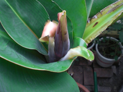 banane__3.jpg
