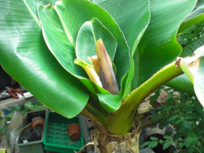 banane__4.jpg