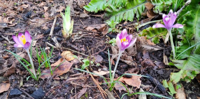 Crocus tommasinianus Auslesen bei Magnolie 2.jpg