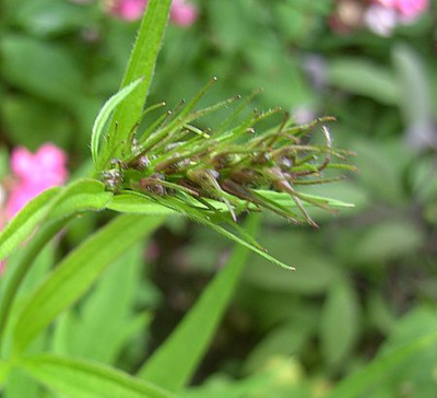 Rittersporn_2_Fars_2008.jpg