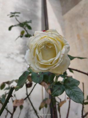 IMG20240215141618.jpg