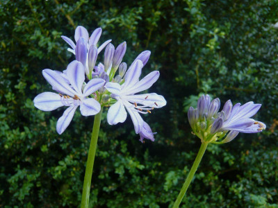 A.-Charlotte-1-.jpg