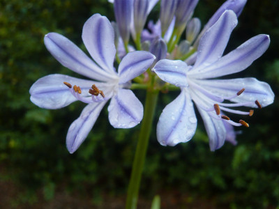 A.-Charlotte-3-.jpg