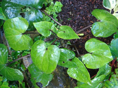Asarum_sp._Chen_Yi_5_5.JPG