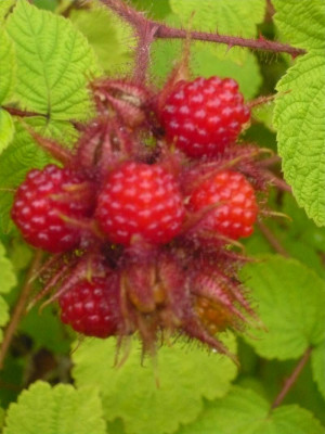 R.-phoenicolasius-1-.jpg