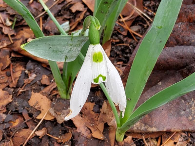 Galanthus Jar Jar Bings.jpg