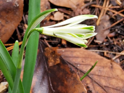 Galanthus Bunch.jpg