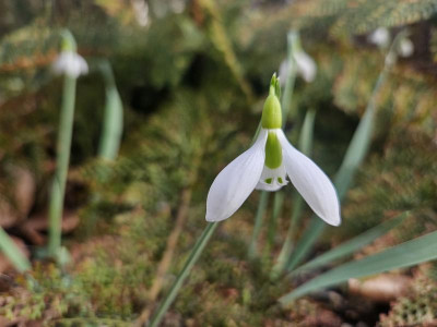 Galanthus grcilis 20240216_143308.jpg