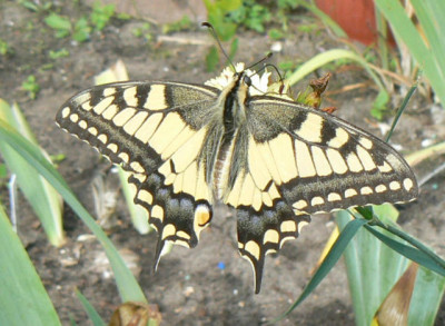 Papilio_machaon.jpg