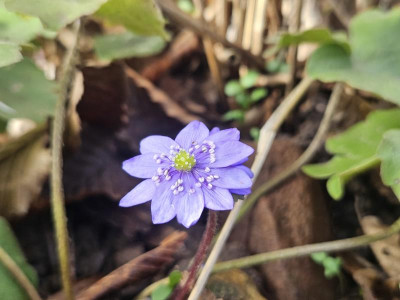 Hepatica transsilvanica aus Übigau - angeblich Buis 20240215_132022.jpg