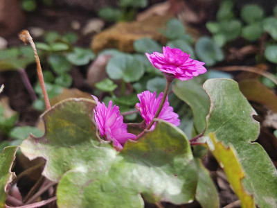 Hepatica nobilis 'Rubra Plena' 20240215_131947.jpg
