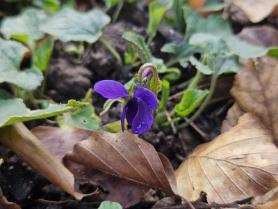 Viola Donau 20240213_131910.jpg