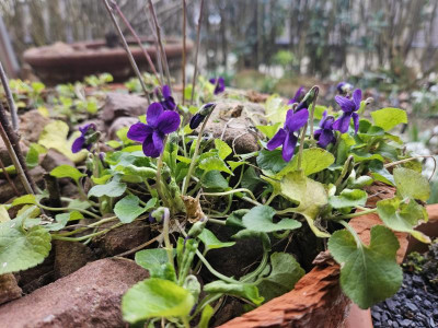 Viola Odorata Baronne Alice de Rothschild 20240216_160404.jpg