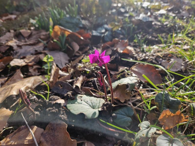 Cyclamen coum 20240129_144548.jpg