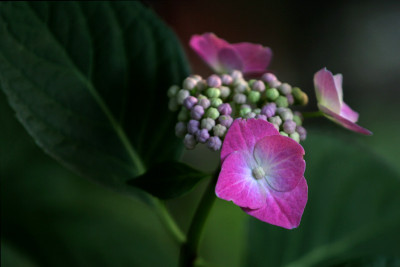Hortensie-1-d.jpg